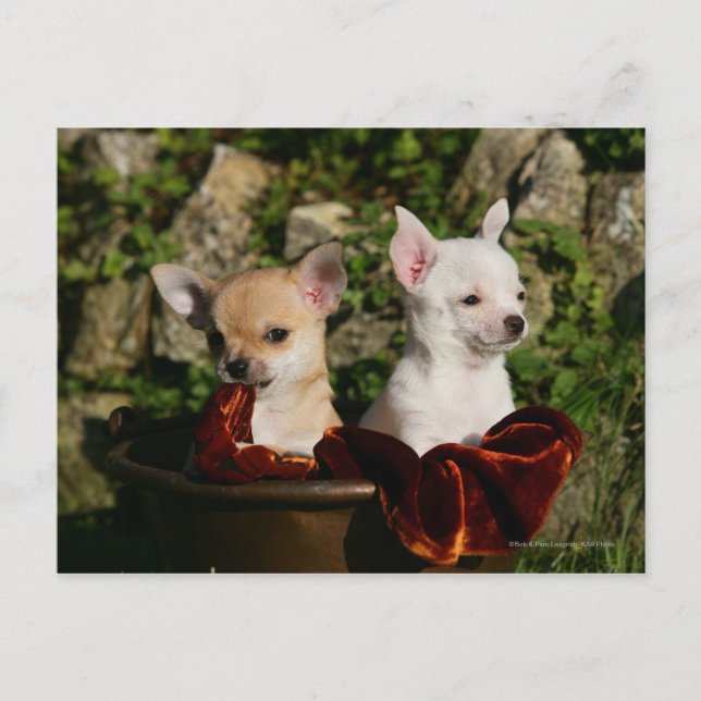 Carte Postale Chihuahua Puppies (Devant)