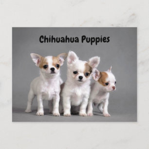 Carte Postale Chihuahua Puppies Posing for photo