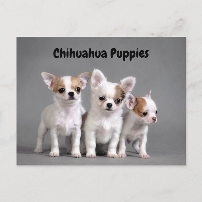 Carte Postale Chihuahua Puppies Posing for photo (Devant)