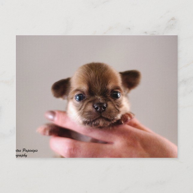 Carte Postale Chihuahua Puppy (Devant)