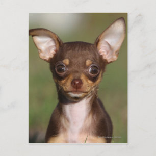 Carte Postale Chihuahua Puppy regarde l'appareil photo