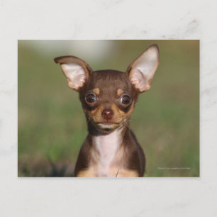 Carte Postale Chihuahua Puppy regarde l'appareil photo