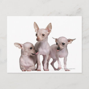 Carte Postale Chihuahua sans cheveux (5 et 7 mois)