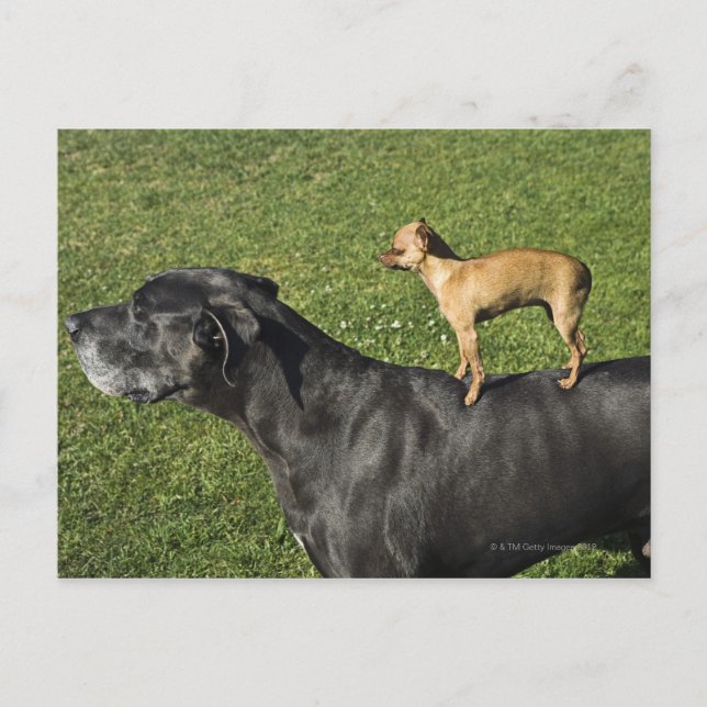 Carte Postale Chihuahua sur le dos de Great Dane 2 (Devant)