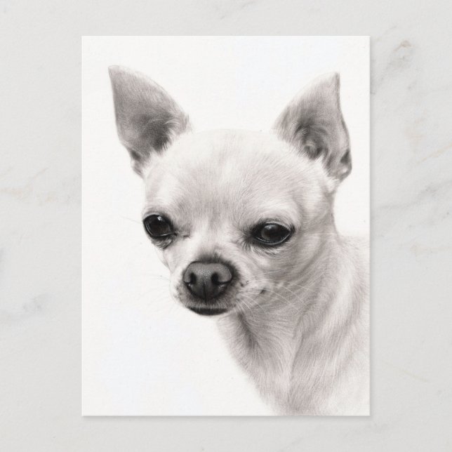 Carte Postale Chihuahua Visage Etude de Visage Peint À La Main (Devant)