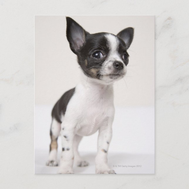 Carte Postale Chihuhua chippé debout sur tissu blanc (Devant)