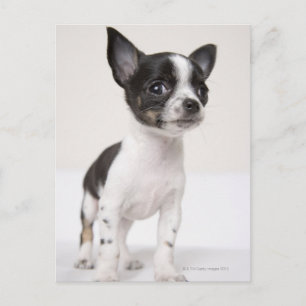 Carte Postale Chihuhua chippé debout sur tissu blanc