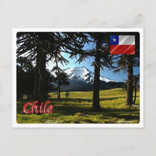 Carte Postale Chili - Araucarias -