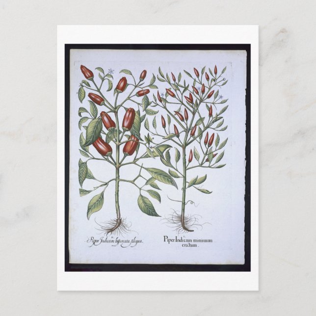Carte Postale Chilli Pepper plants, from the 'Hortus Eystletsi (Devant)