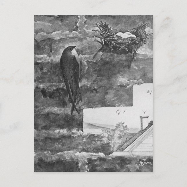 Carte Postale Chimney Swift et Nest (Devant)