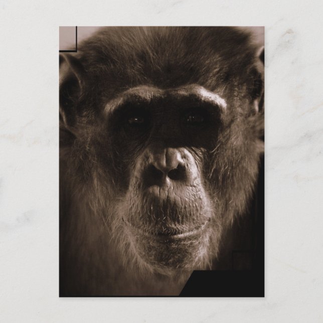 Carte postale Chimp (Devant)