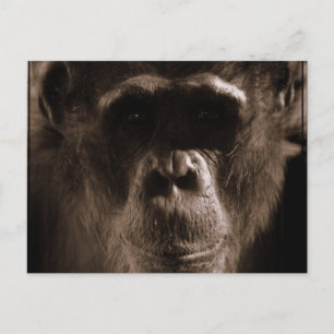 Carte postale Chimp