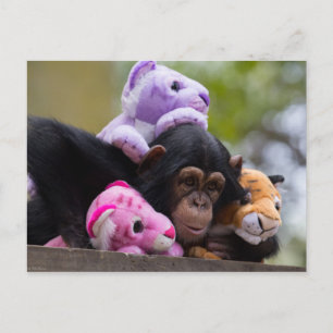 Carte Postale Chimp et amis animaux