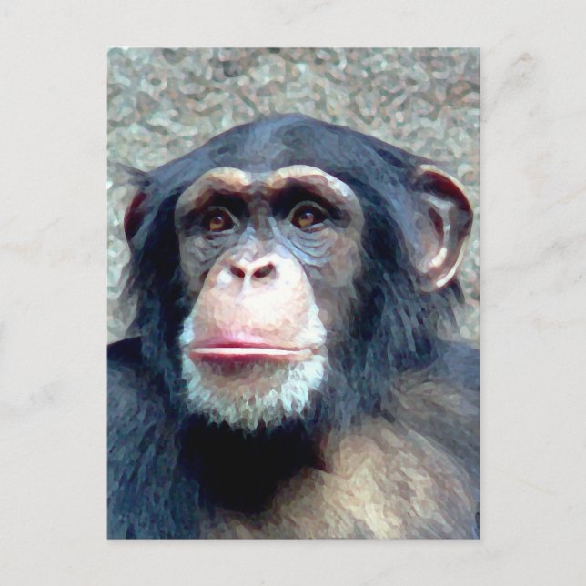 Carte Postale Chimpanzé (Devant)