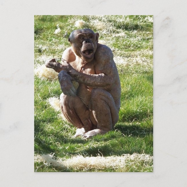 CARTE POSTALE CHIMPANZÉ (Devant)