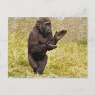 Carte postale Chimpanzé