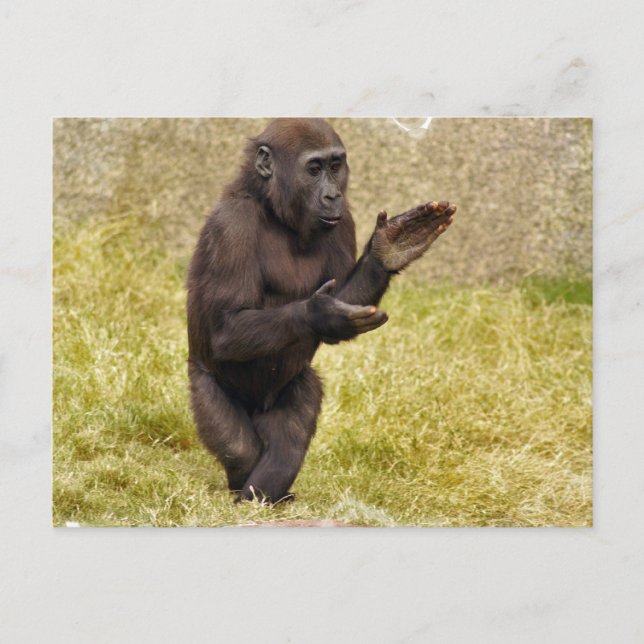 Carte postale Chimpanzé (Devant)