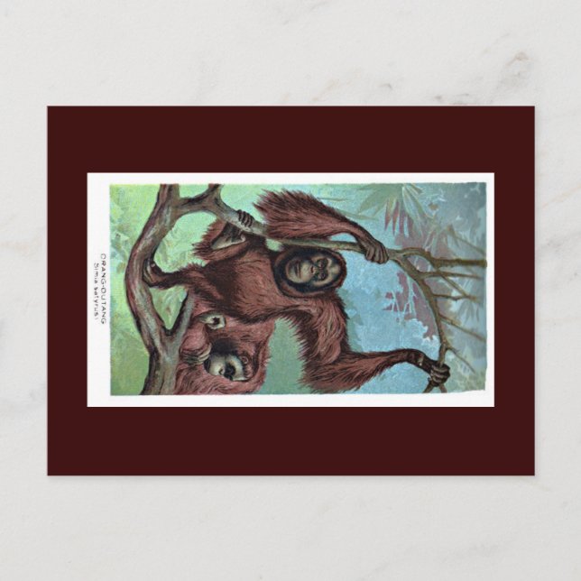 Carte postale - chimpanzé (Devant)