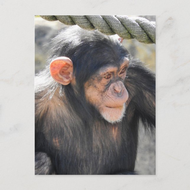 Carte Postale Chimpanzé (Devant)