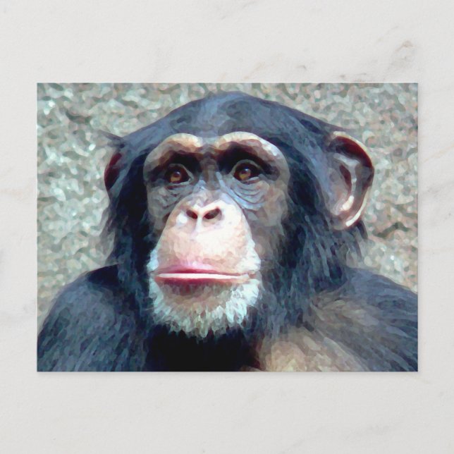 Carte Postale Chimpanzé (Devant)