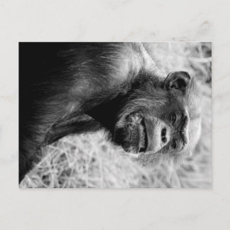 Carte Postale chimpanzé