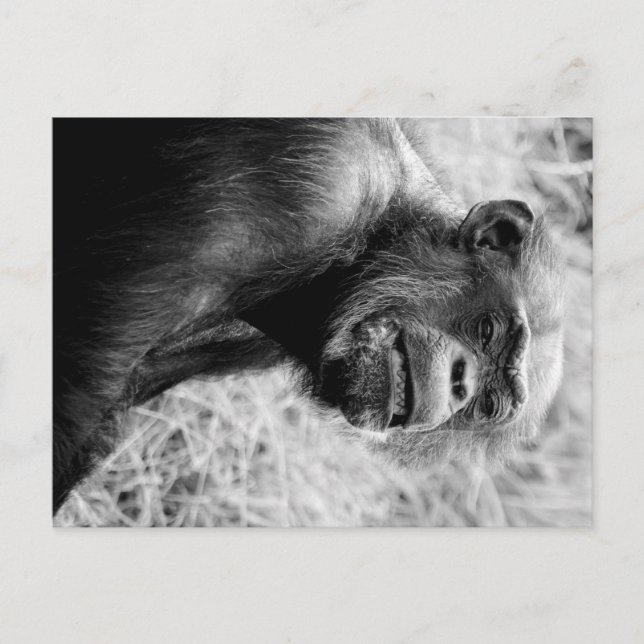 Carte Postale chimpanzé (Devant)