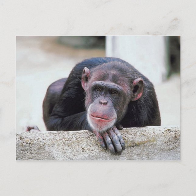 Carte postale Chimpanzé (Devant)