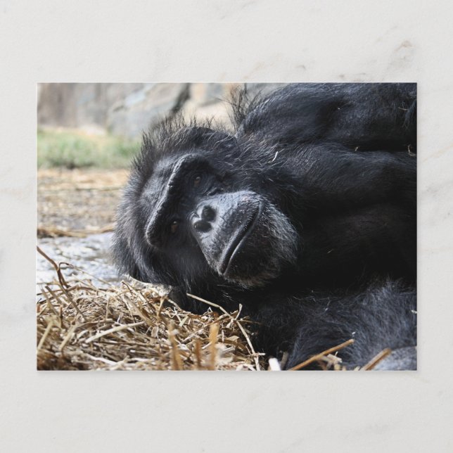 Carte postale Chimpanzé (Devant)
