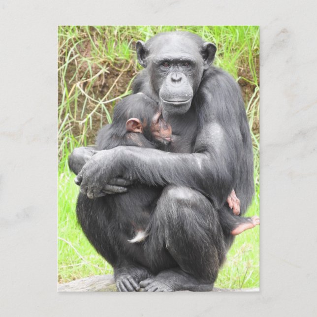 Carte postale Chimpanzé (Devant)