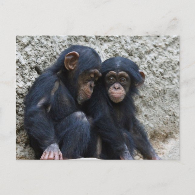 Carte Postale Chimpanzé 002 (Devant)