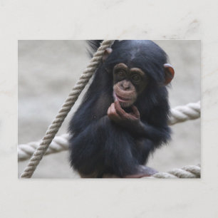 Carte Postale Chimpanzé 030