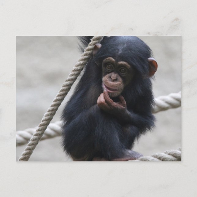 Carte Postale Chimpanzé 030 (Devant)