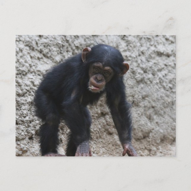 Carte Postale Chimpanzé 031 (Devant)