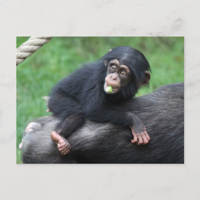 Carte Postale Chimpanzé 032 (Devant)