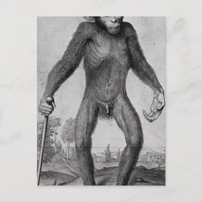 Carte Postale Chimpanzé, 1699 (Devant)