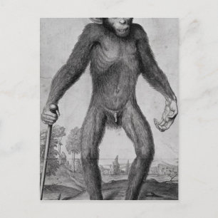 Carte Postale Chimpanzé, 1699