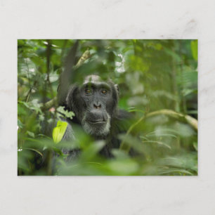 Carte Postale Chimpanzé caché parmi la végétation