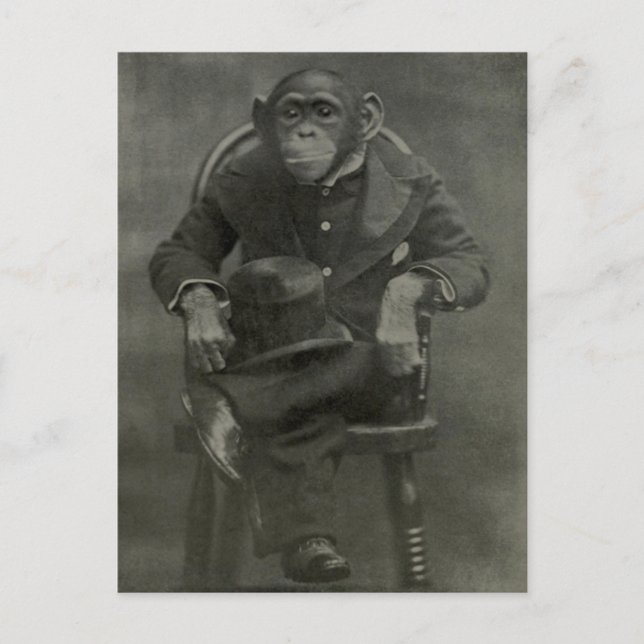Carte Postale "Chimpanzé Dandy" (Devant)
