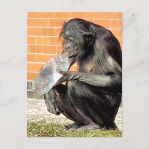 CARTE POSTALE CHIMPANZÉ DRÔLE