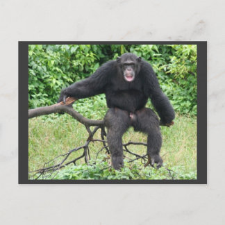 Carte Postale Chimpanzé en Ouganda