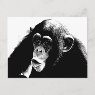 Carte Postale Chimpanzé noir blanc