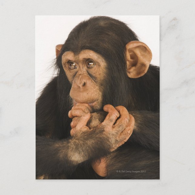 Carte Postale Chimpanzé (poêle troglodyte). Jeune joueur 2 (Devant)