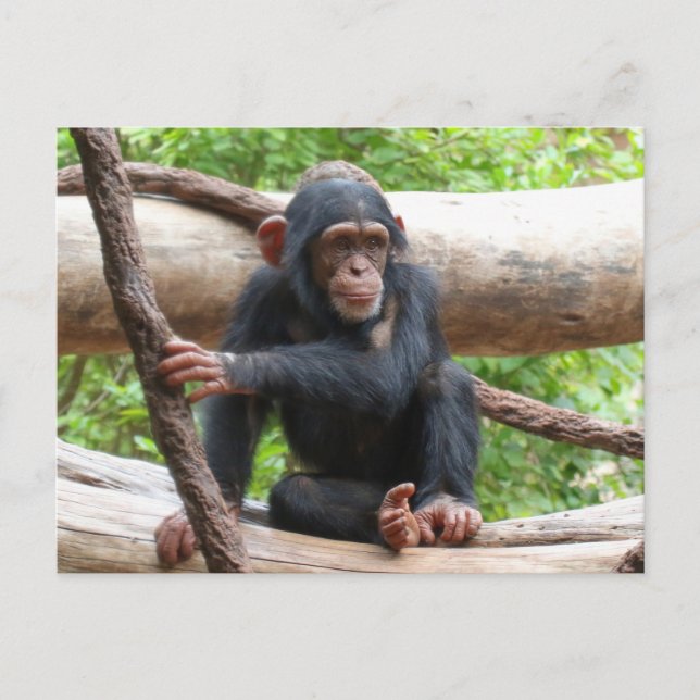 Carte Postale Chimpanzée 001 (Devant)