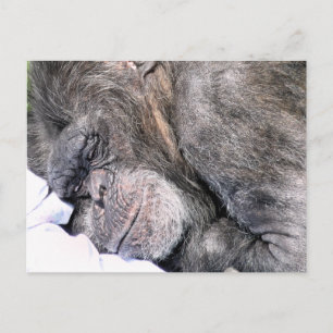 CARTE POSTALE CHIMPANZEE CUTE
