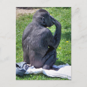 CARTE POSTALE CHIMPANZÉS