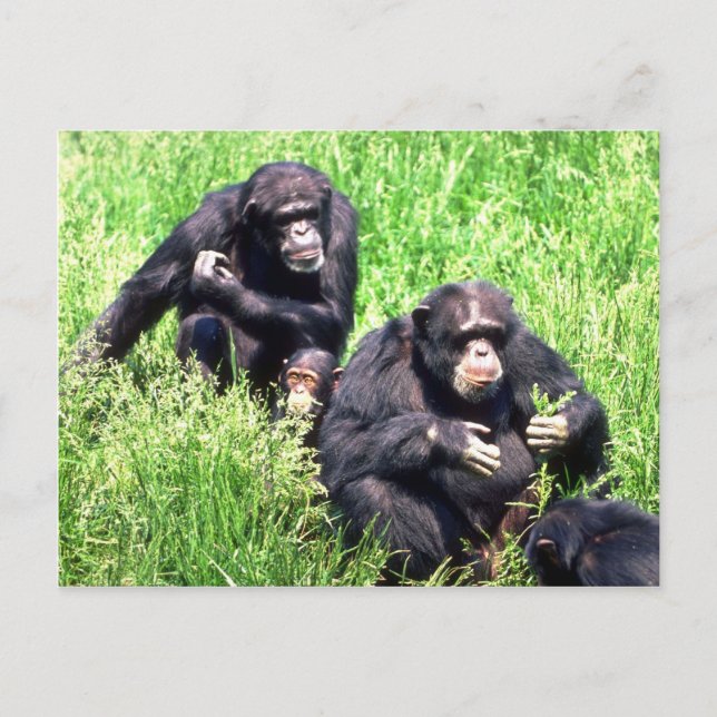 Carte Postale Chimpanzés mangeant de l'herbe (note bébé) (Devant)