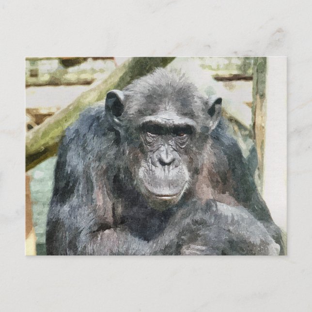 CARTE POSTALE CHIMPANZÉS MIGNONS (Devant)