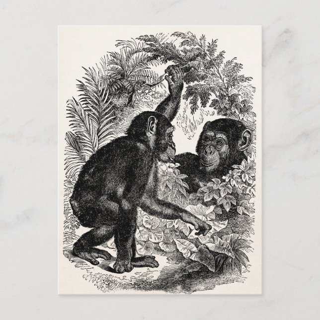 Carte Postale Chimpanzés vintages 1800 Monkey Chimp Modèle (Devant)