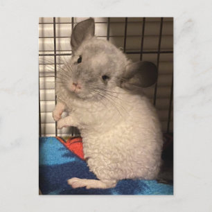 Carte postale Chinchilla