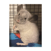 Carte postale Chinchilla